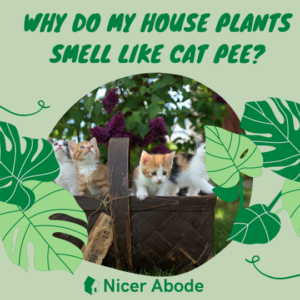 WHY-DO-MY-HOUSE-PLANTS-SMELL-LIKE-CAT-PEE