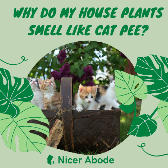 why do my house plants smell like cat pee