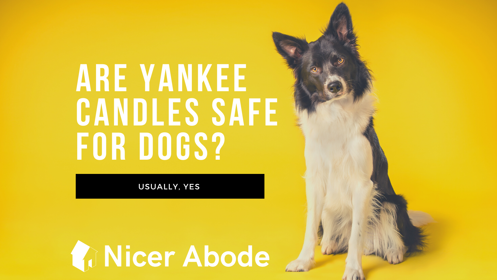 are-yankee-candles-safe-for-dogs