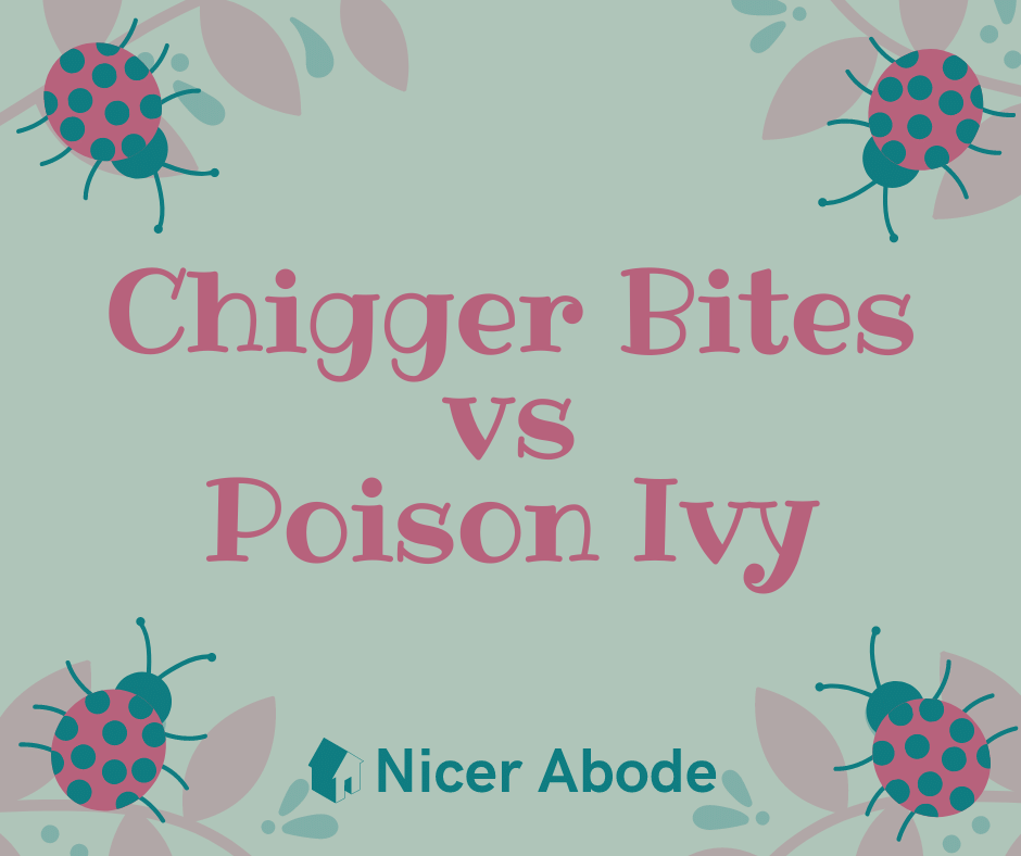 chigger bites vs poison ivy
