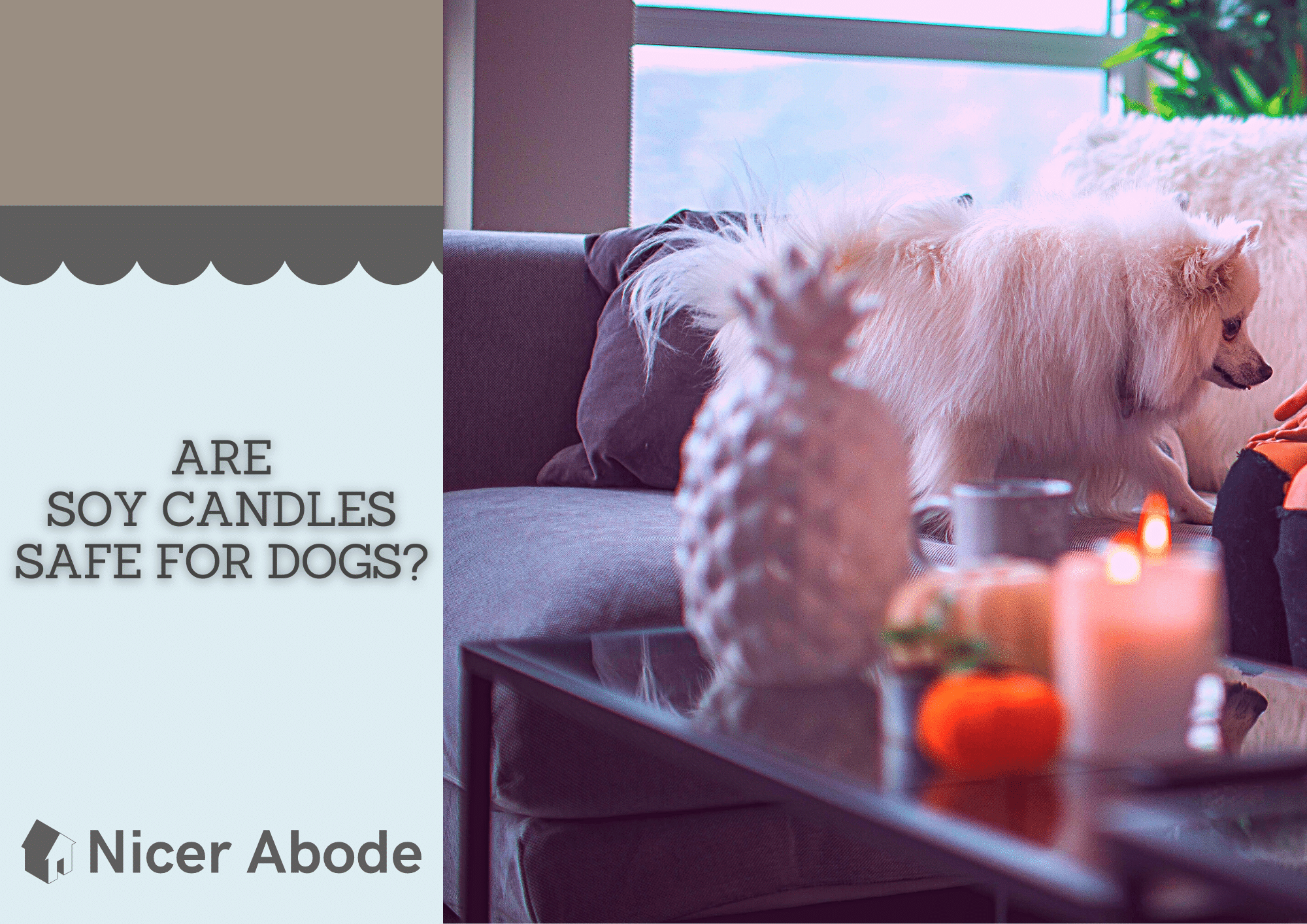 are-soy-candles-safe-for-dogs